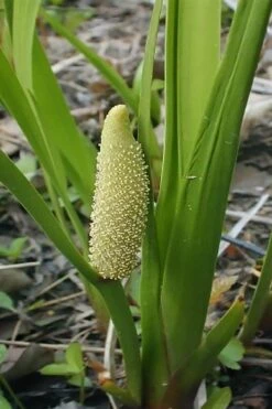 American Sweet Flag (Acorus Americanus) - 1 Gallon Pot -Stylish Garden Plant Store acorus americanus american sweet flag 10