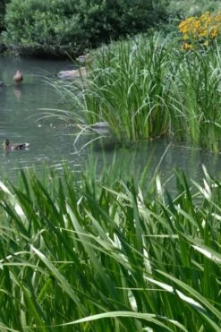 American Sweet Flag (Acorus Americanus) - 8 Pack Of 1 Gallon Pots -Stylish Garden Plant Store acorus americanus american sweet flag 11 1