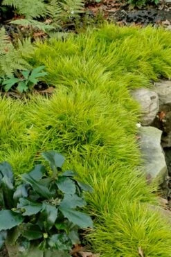 Dwarf Golden Sweet Flag (Acorus Gramineus 'Minimus Aureus') - 5 Pack Of Quart Pots 11 Dwarf Golden Sweet Flag (Acorus Gramineus 'Minimus Aureus') - 5 Pack Of Quart Pots -Stylish Garden Plant Store acorus gramineus minnimus aurea dwarf golden sweet flag 101