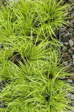 Dwarf Golden Sweet Flag (Acorus Gramineus 'Minimus Aureus') - 5 Pack Of Quart Pots 13 Dwarf Golden Sweet Flag (Acorus Gramineus 'Minimus Aureus') - 5 Pack Of Quart Pots -Stylish Garden Plant Store acorus gramineus minnimus aurea dwarf golden sweet flag 105