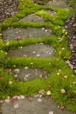 Dwarf Golden Sweet Flag (Acorus Gramineus 'Minimus Aureus') - 5 Pack Of Quart Pots 12 Dwarf Golden Sweet Flag (Acorus Gramineus 'Minimus Aureus') - 5 Pack Of Quart Pots -Stylish Garden Plant Store acorus gramineus minnimus aurea dwarf golden sweet flag 106