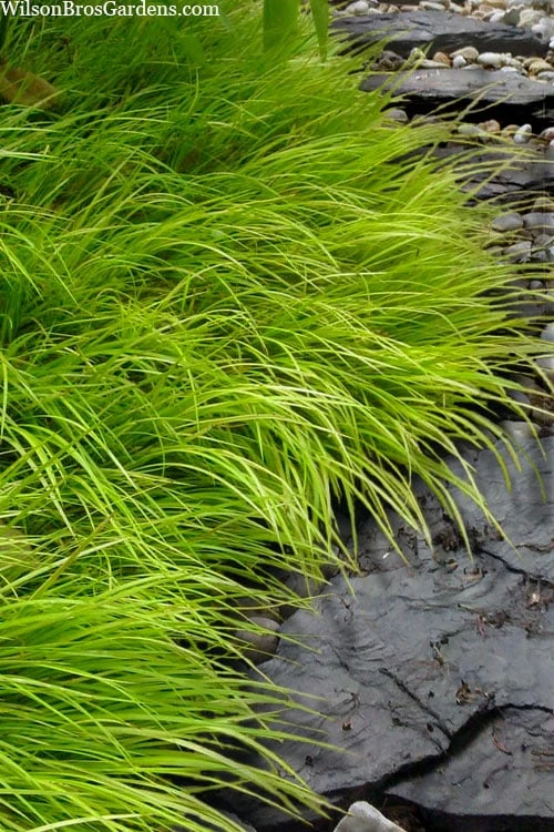 Dwarf Golden Sweet Flag (Acorus Gramineus 'Minimus Aureus') - 5 Pack Of Quart Pots 3 Dwarf Golden Sweet Flag (Acorus Gramineus 'Minimus Aureus') - 5 Pack Of Quart Pots