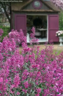 Rosie Posie Agastache (Hummingbird Mint) - 1 Gallon Pot -Stylish Garden Plant Store agastache rosie posie hummingbird mint 1