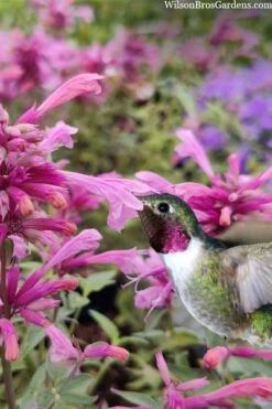 Rosie Posie Agastache (Hummingbird Mint) - 1 Gallon Pot -Stylish Garden Plant Store agastache rosie posie hummingbird mint 10