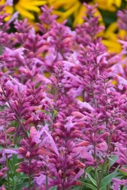 Rosie Posie Agastache (Hummingbird Mint) - 1 Gallon Pot -Stylish Garden Plant Store agastache rosie posie hummingbird mint 3