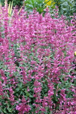 Rosie Posie Agastache (Hummingbird Mint) - 1 Gallon Pot -Stylish Garden Plant Store agastache rosie posie hummingbird mint 6