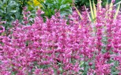 Rosie Posie Agastache (Hummingbird Mint) - 1 Gallon Pot -Stylish Garden Plant Store agastache rosie posie hummingbird mint 7