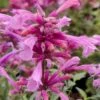 Rosie Posie Agastache (Hummingbird Mint) - 1 Gallon Pot -Stylish Garden Plant Store agastache rosie posie hummingbird mint 8