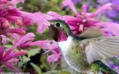 Rosie Posie Agastache (Hummingbird Mint) - 1 Gallon Pot -Stylish Garden Plant Store agastache rosie posie hummingbird mint 9