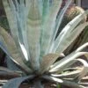 American Agave (Century Plant) - 3 Gallon Pot -Stylish Garden Plant Store agave americana centrury plant 4
