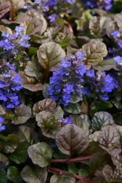 Bronze Beauty Ajuga - Bugleweed - 18 Count Flats Of Pint Pots -Stylish Garden Plant Store ajuga bronze beauty 28