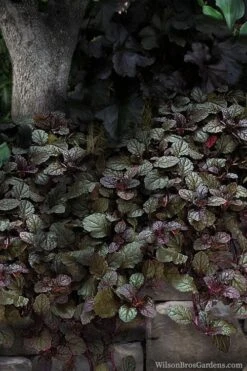 Bronze Beauty Ajuga - Bugleweed - 18 Count Flats Of Pint Pots -Stylish Garden Plant Store ajuga bronze beauty 30