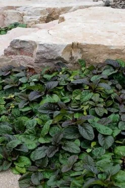 Bronze Beauty Ajuga - Bugleweed - 18 Count Flats Of Pint Pots -Stylish Garden Plant Store ajuga reptans bronze beauty bugleweed 100