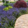 Bronze Beauty Ajuga - Bugleweed - 18 Count Flats Of Pint Pots -Stylish Garden Plant Store ajuga reptans bronze beauty bugleweed 102