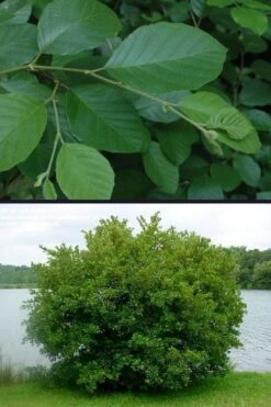 Smooth Alder Tree (Alnus Serrulata) - 3 Gallon Pot 17 Smooth Alder Tree (Alnus Serrulata) - 3 Gallon Pot -Stylish Garden Plant Store alnus serrulata smooth alder 4