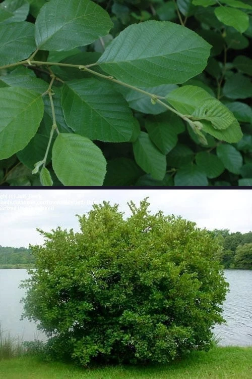 Smooth Alder Tree (Alnus Serrulata) - 3 Gallon Pot 10 Smooth Alder Tree (Alnus Serrulata) - 3 Gallon Pot - Image 8