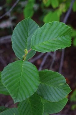 Smooth Alder Tree (Alnus Serrulata) - 3 Gallon Pot 16 Smooth Alder Tree (Alnus Serrulata) - 3 Gallon Pot -Stylish Garden Plant Store alnus serrulata smooth alder leaves 13