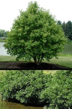 Smooth Alder Tree (Alnus Serrulata) - 3 Gallon Pot 13 Smooth Alder Tree (Alnus Serrulata) - 3 Gallon Pot -Stylish Garden Plant Store alnus serrulata smooth alder shrub tree