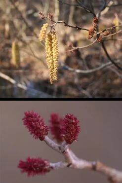 Smooth Alder Tree (Alnus Serrulata) - 3 Gallon Pot 14 Smooth Alder Tree (Alnus Serrulata) - 3 Gallon Pot -Stylish Garden Plant Store alnus serrulata smoothalder flowers 11