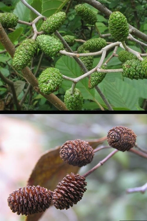 Smooth Alder Tree (Alnus Serrulata) - 3 Gallon Pot 8 Smooth Alder Tree (Alnus Serrulata) - 3 Gallon Pot - Image 6