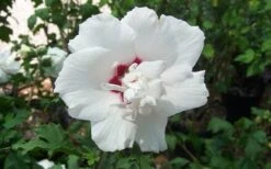 Morning Star Rose Of Sharon (Single Trunk Tree) - 7 Gallon Pot (3-4') -Stylish Garden Plant Store altheamorningstar