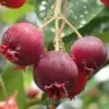 Shadblow Serviceberry Tree (Amelanchier Canadensis) - 5 Gallon Pot -Stylish Garden Plant Store amelanchier arborea shadblow serviceberry berries 2