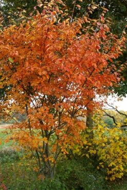 Shadblow Serviceberry Tree (Amelanchier Canadensis) - 5 Gallon Pot -Stylish Garden Plant Store amelanchier arborea shadblow serviceberry fall foliage