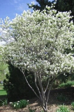 Shadblow Serviceberry Tree (Amelanchier Canadensis) - 5 Gallon Pot -Stylish Garden Plant Store amelanchier arborea shadblow serviceberry tree 2