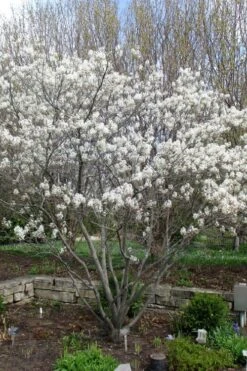 Shadblow Serviceberry Tree (Amelanchier Canadensis) - 5 Gallon Pot -Stylish Garden Plant Store amelanchier arborea shadblow serviceberry tree 3