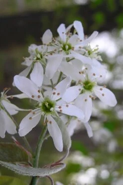 Autumn Brilliance Serviceberry Tree - 3 Gallon Pot -Stylish Garden Plant Store amelanchier grandiflora autumn brilliance serviceberry 1