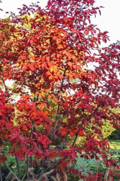 Autumn Brilliance Serviceberry Tree - 1 Gallon Pot 19 Autumn Brilliance Serviceberry Tree - 1 Gallon Pot -Stylish Garden Plant Store amelanchier grandiflora autumn brilliance serviceberry 3 1
