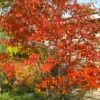Autumn Brilliance Serviceberry Tree - 1 Gallon Pot -Stylish Garden Plant Store amelanchier grandiflora autumn brilliance serviceberry 4 1