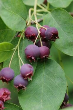 Autumn Brilliance Serviceberry Tree - 1 Gallon Pot 14 Autumn Brilliance Serviceberry Tree - 1 Gallon Pot -Stylish Garden Plant Store amelanchier grandiflora autumn brilliance serviceberry 8 1