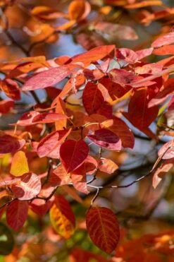 Autumn Brilliance Serviceberry Tree - 3 Gallon Pot -Stylish Garden Plant Store amelanchier grandiflora autumn brilliance serviceberry 9
