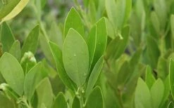 Ocala Yellow Anise (Illicium Parviflorum) - 3 Gallon Pot -Stylish Garden Plant Store aniseocala