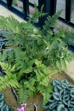 Shiny Bristle Fern - 1 Gallon Pot 11 Shiny Bristle Fern - 1 Gallon Pot -Stylish Garden Plant Store arachnoides davalliaeformis shiny bristle fern 4 1