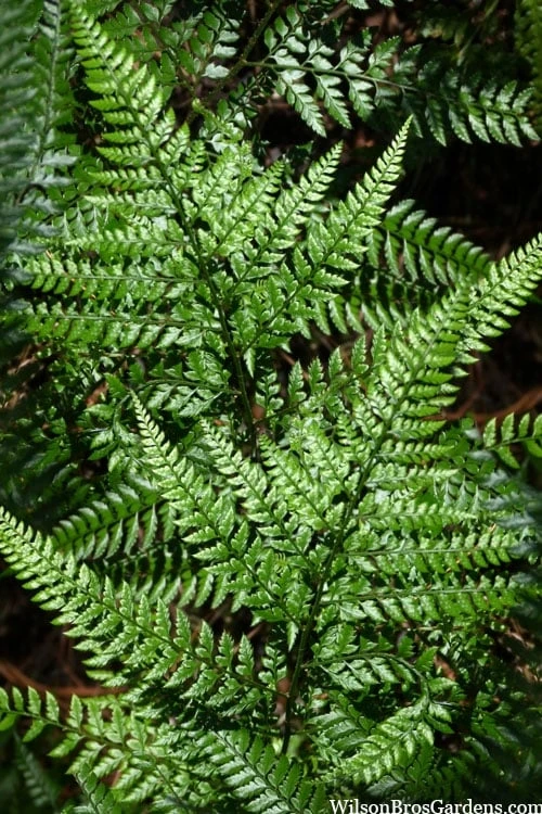 Shiny Bristle Fern - 1 Gallon Pot 3 Shiny Bristle Fern - 1 Gallon Pot