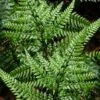 Shiny Bristle Fern - 6 Pack Of 1 Gallon Pots -Stylish Garden Plant Store arachnoides davalliaeformis shiny bristle fern 5