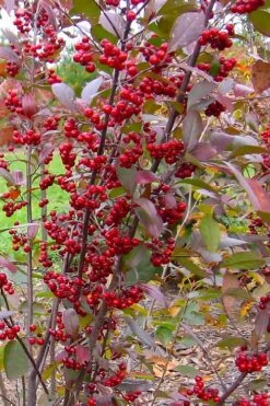 Brilliantissima Aronia (Red Chokeberry) - 3 Gallon Pot -Stylish Garden Plant Store aronia arbutifolia brilliantissima red chokeberry 2