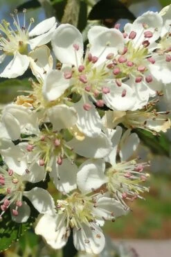 Brilliantissima Aronia (Red Chokeberry) - 3 Gallon Pot -Stylish Garden Plant Store aronia arbutifolia brilliantissima red chokeberry 5