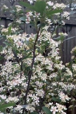 Brilliantissima Aronia (Red Chokeberry) - 3 Gallon Pot -Stylish Garden Plant Store aronia arbutifolia brilliantissima red chokeberry 8