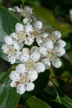 Red Chokeberry (Aronia Arbutifolia) - 3 Pack Of 1.5 Quart Pots -Stylish Garden Plant Store aronia arbutifolia red chokeberry 1 1