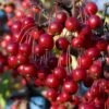 Red Chokeberry (Aronia Arbutifolia) - 1 Gallon Pot -Stylish Garden Plant Store aronia arbutifolia red chokeberry 2
