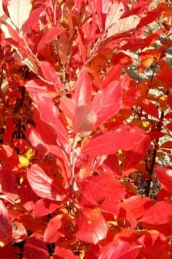 Red Chokeberry (Aronia Arbutifolia) - 3 Gallon Pot -Stylish Garden Plant Store aronia arbutifolia red chokeberry 3 2