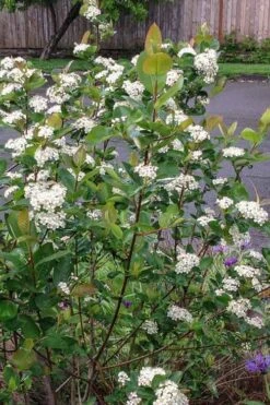 Red Chokeberry (Aronia Arbutifolia) - 3 Gallon Pot -Stylish Garden Plant Store aronia arbutifolia red chokeberry 4 2