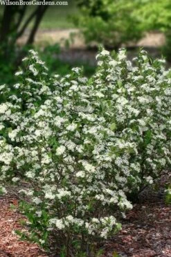 Black Chokeberry Bush (Aronia Melanocarpa ) - 1 Gallon Pot -Stylish Garden Plant Store aronia melanocarpa black chokeberry bush 11