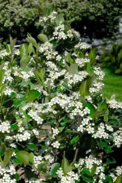 Black Chokeberry Bush (Aronia Melanocarpa ) - 1 Gallon Pot -Stylish Garden Plant Store aronia melanocarpa black chokeberry bush 2