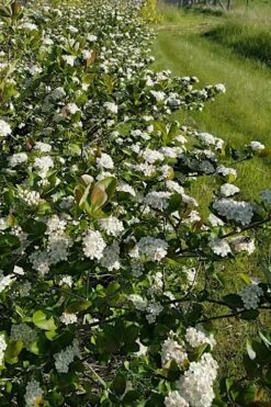 Black Chokeberry Bush (Aronia Melanocarpa ) - 1 Gallon Pot -Stylish Garden Plant Store aronia melanocarpa black chokeberry bush 4