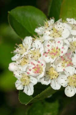 Black Chokeberry Bush (Aronia Melanocarpa ) - 1 Gallon Pot -Stylish Garden Plant Store aronia melanocarpa black chokeberry bush 6