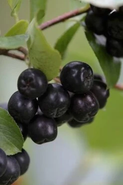 Black Chokeberry Bush (Aronia Melanocarpa ) - 1 Gallon Pot -Stylish Garden Plant Store aronia melanocarpa black chokeberry bush 7